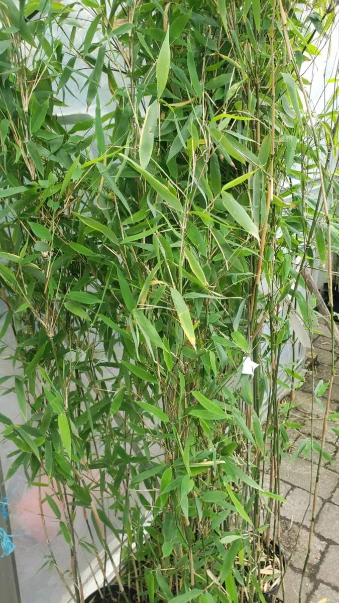 Bamboos Obelisk clumping - Image 2