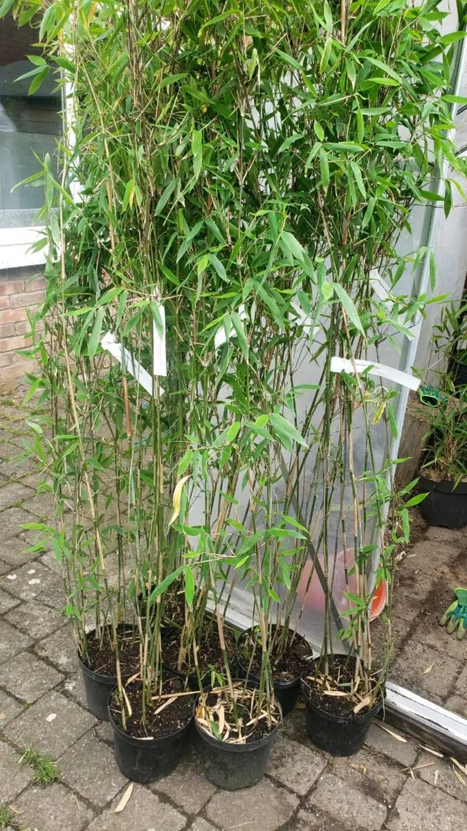 Bamboos Obelisk clumping - Image 3