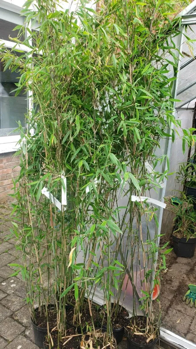 Bamboos Obelisk clumping - Image 4