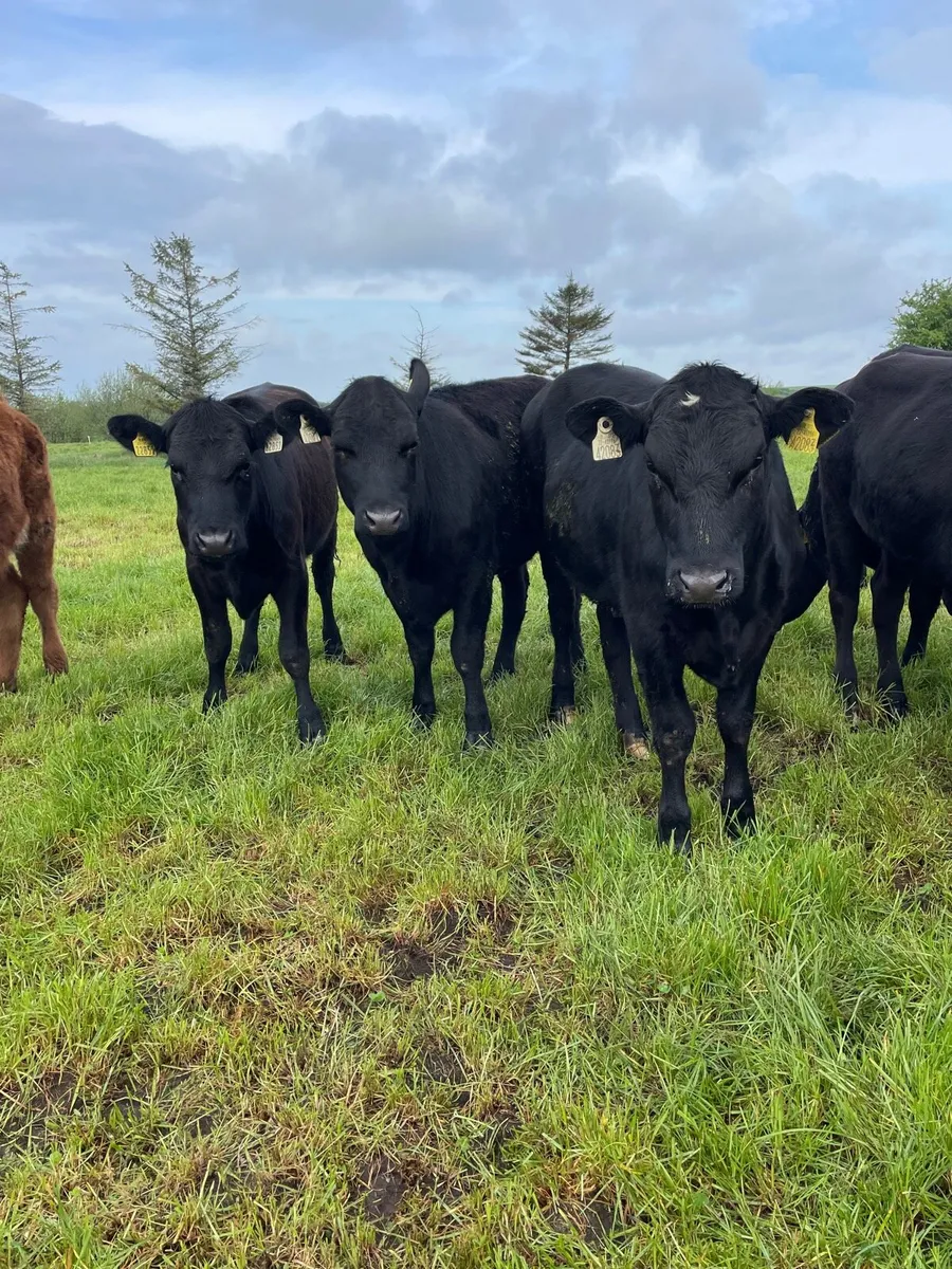 Angus heifers - Image 2