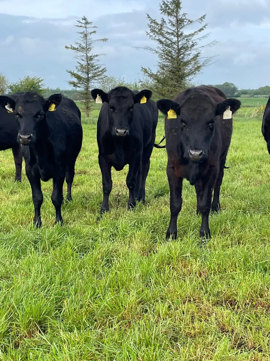 Angus heifers - Image 1