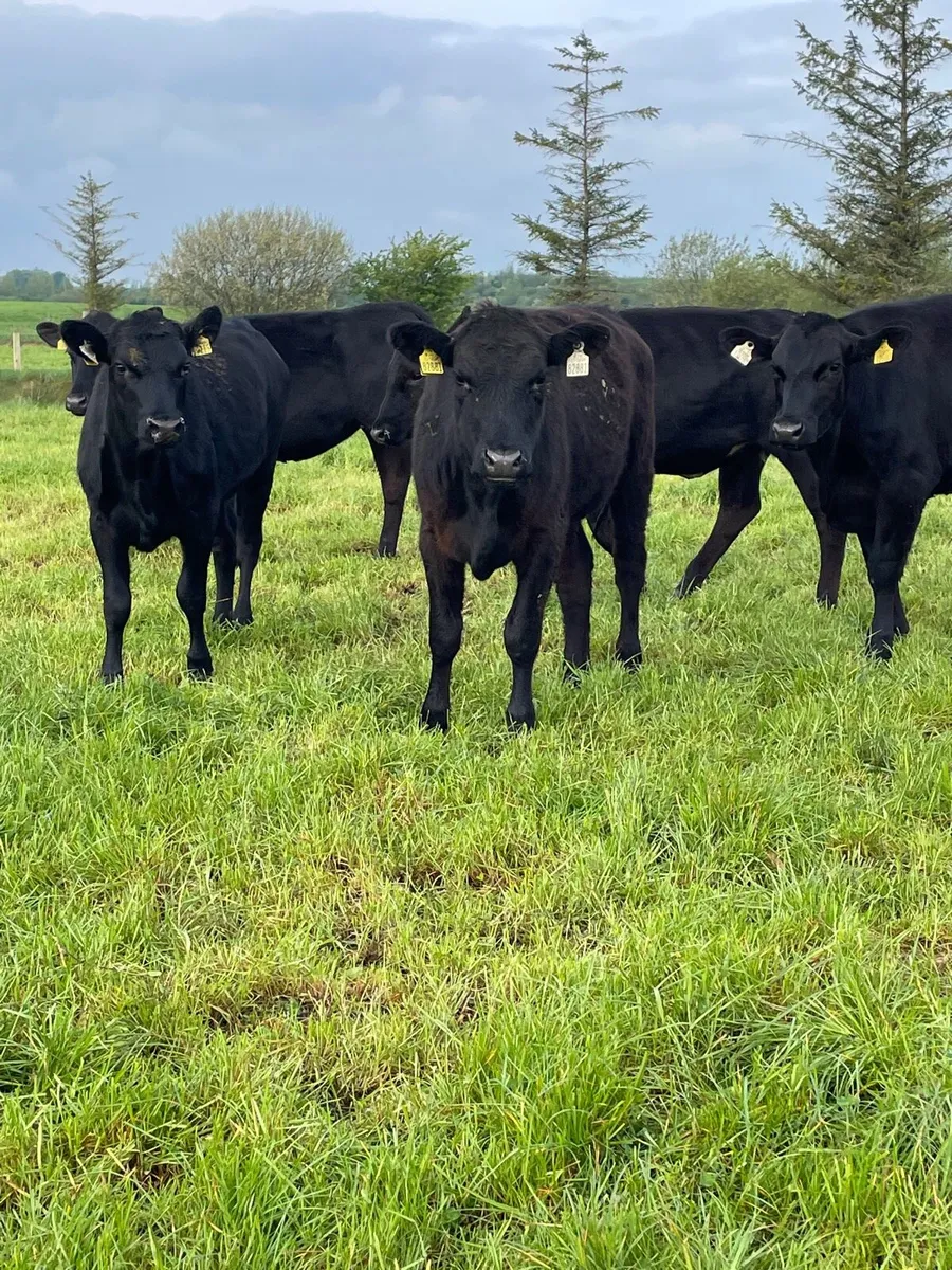 Angus heifers - Image 3