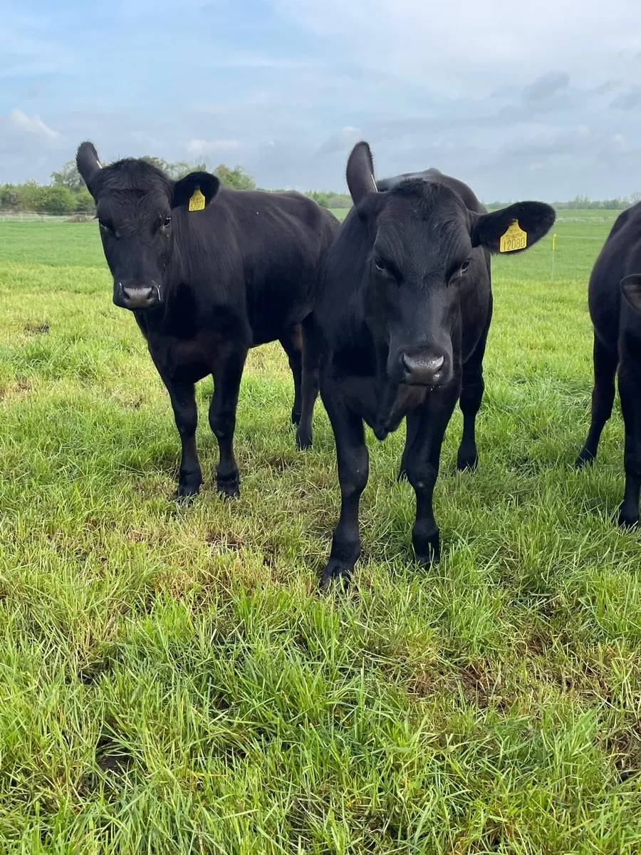 Angus heifers - Image 4