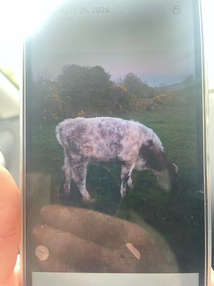 Shorthorn Heifer - Image 2