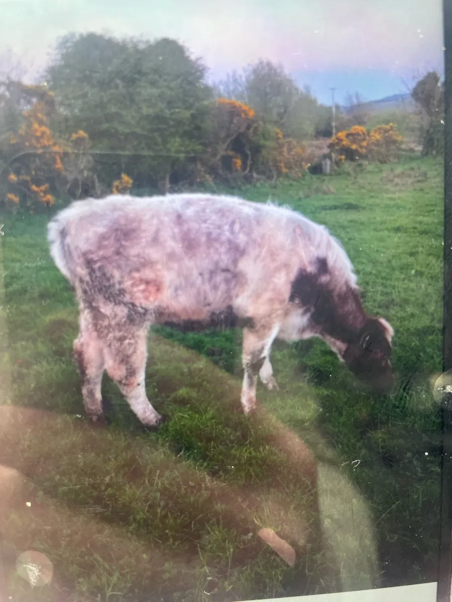 Shorthorn Heifer - Image 1
