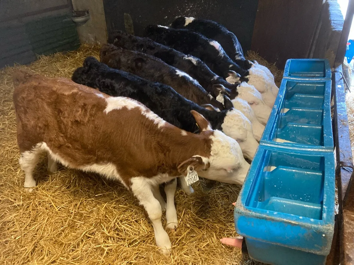 CALVES - Image 1