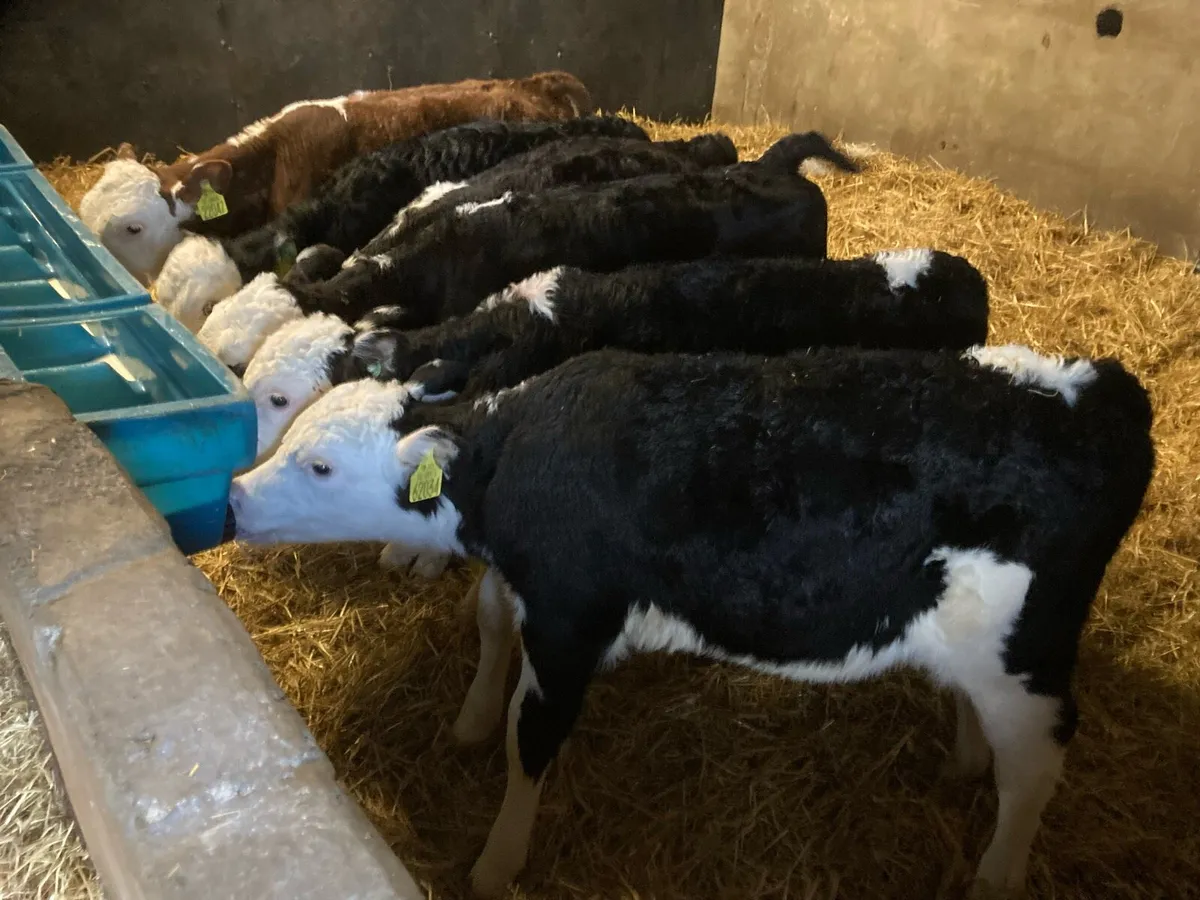 CALVES - Image 2