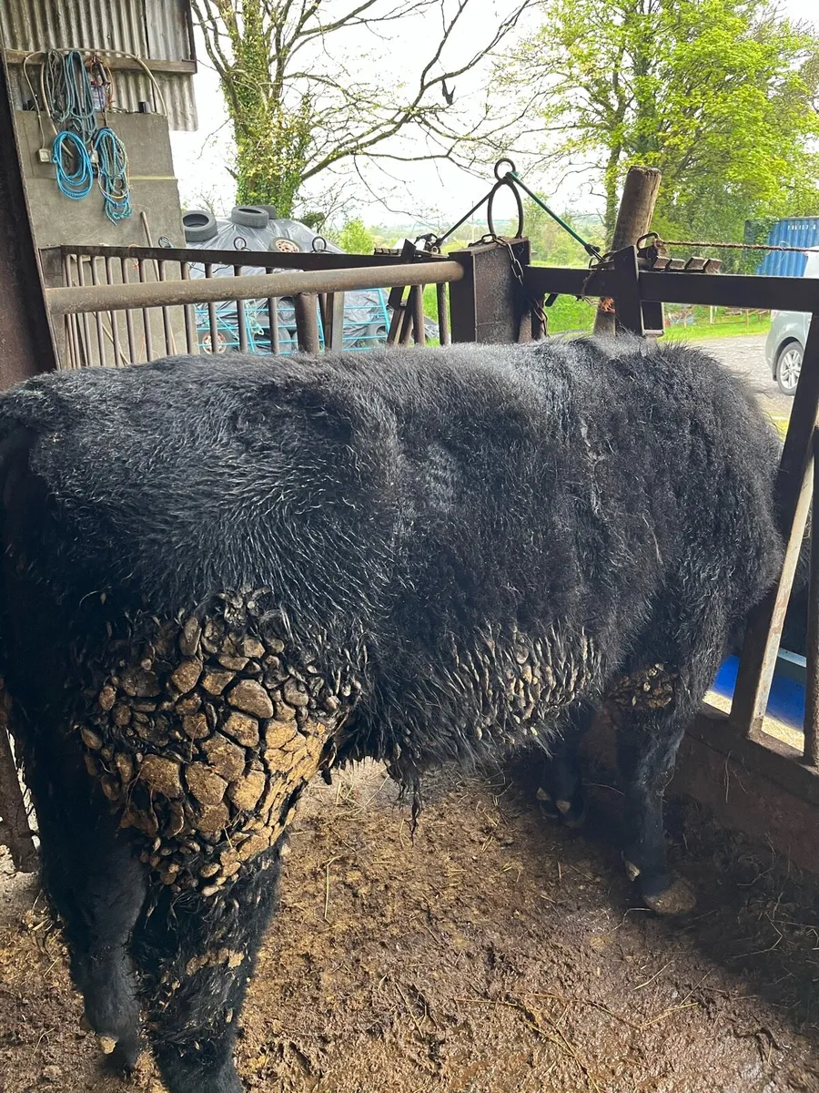 Pedigree Angus Bull - Image 4