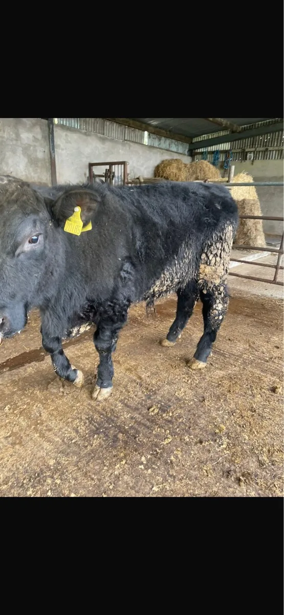 Pedigree Angus Bull - Image 1