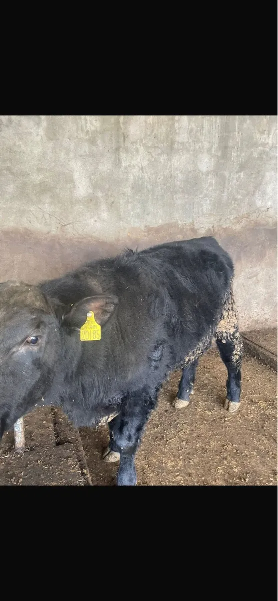 Pedigree Angus Bull - Image 2