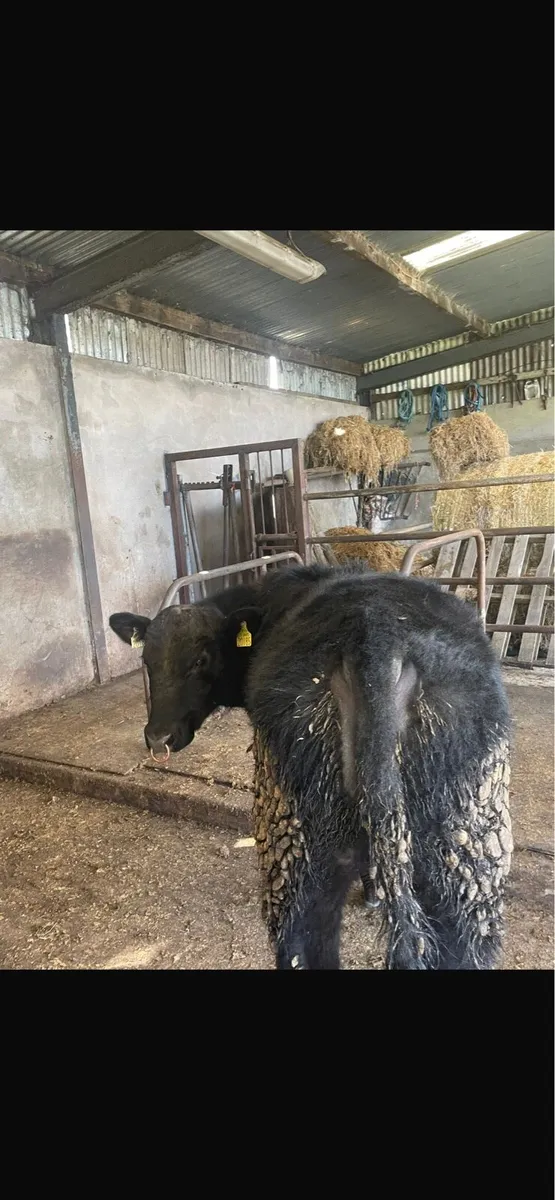 Pedigree Angus Bull - Image 3