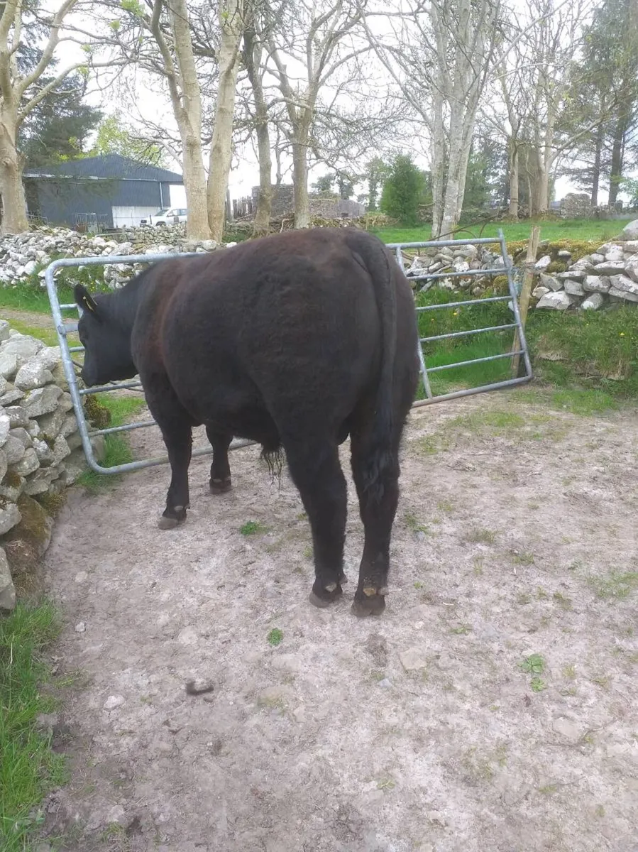 PBR Angus bull - Image 1