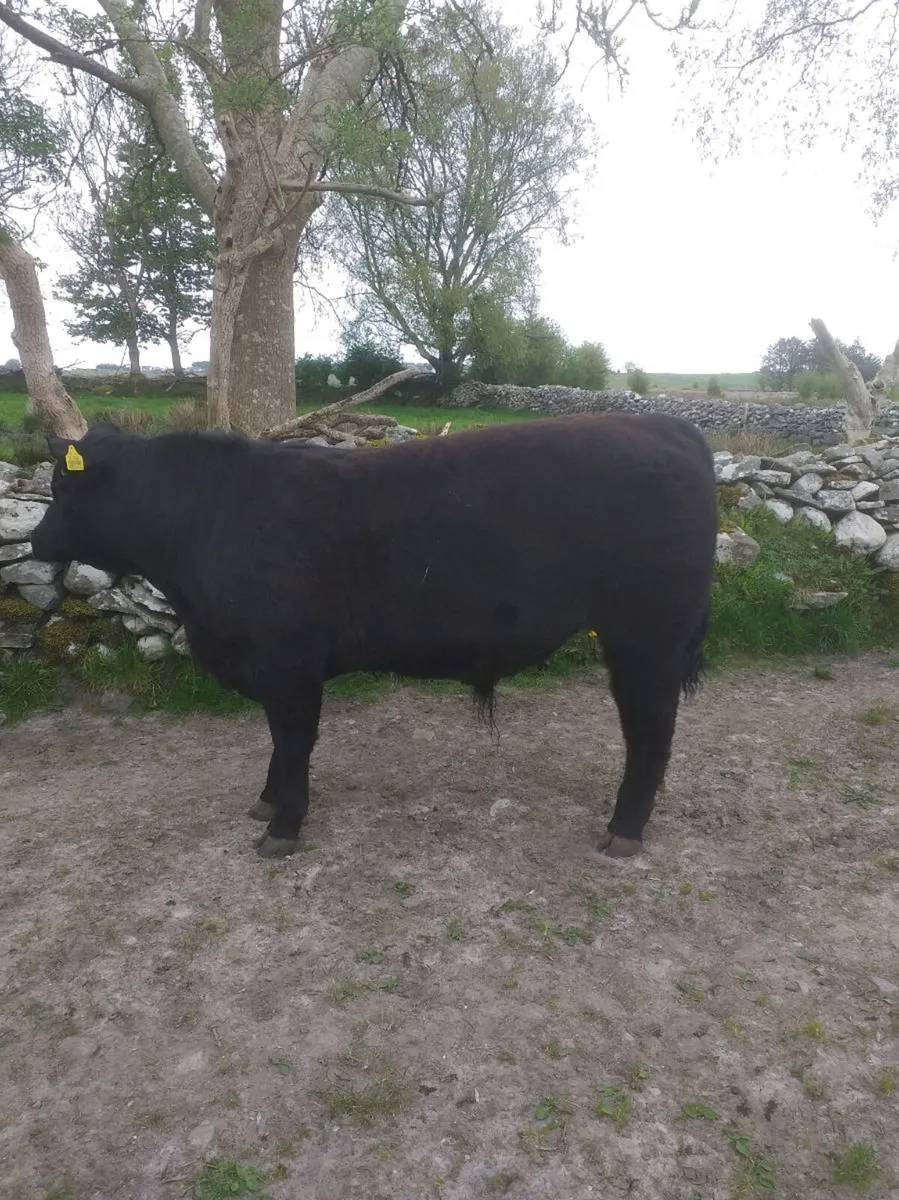 PBR Angus bull - Image 2