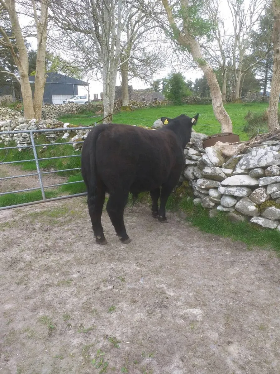 PBR Angus bull - Image 3