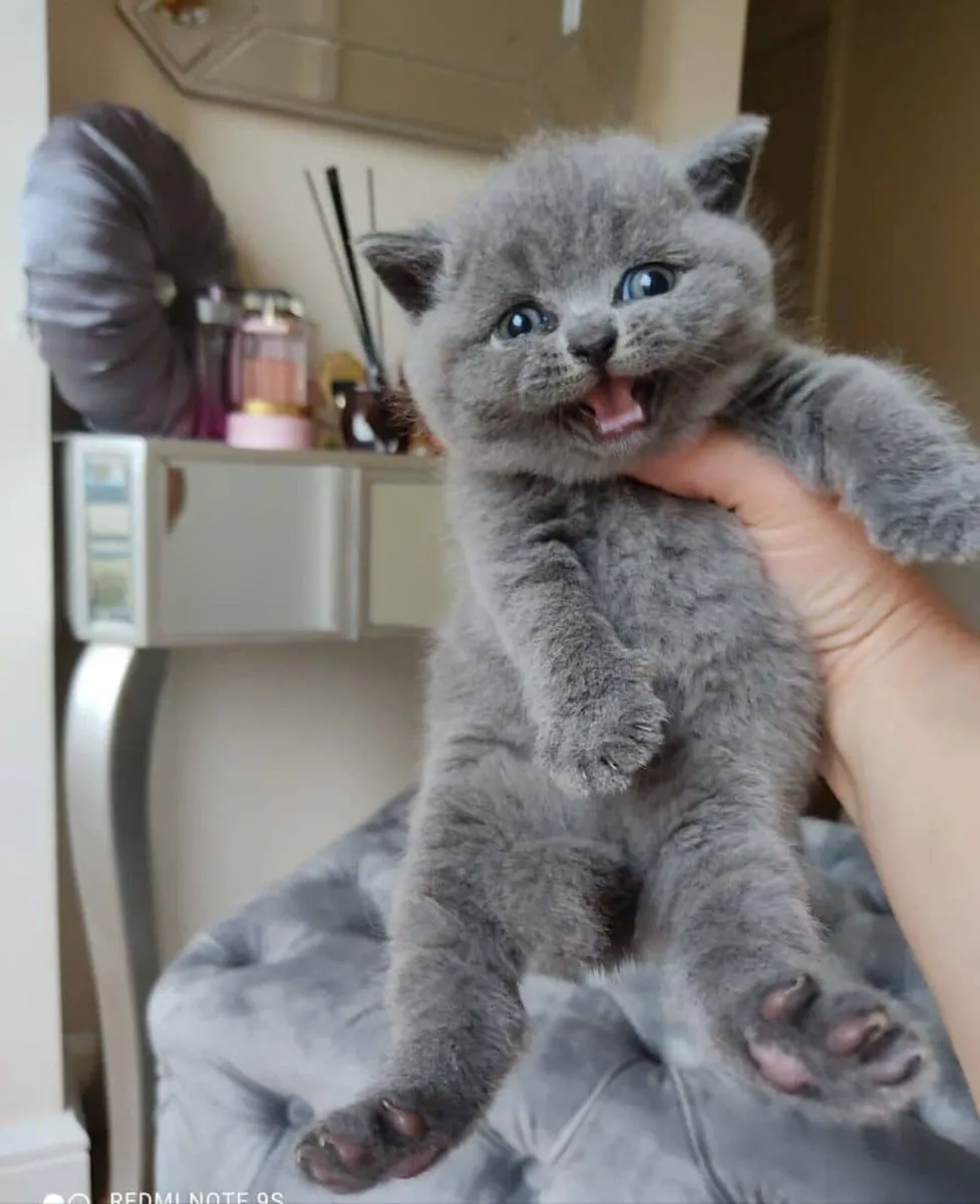 British shorthair kittens - Image 3