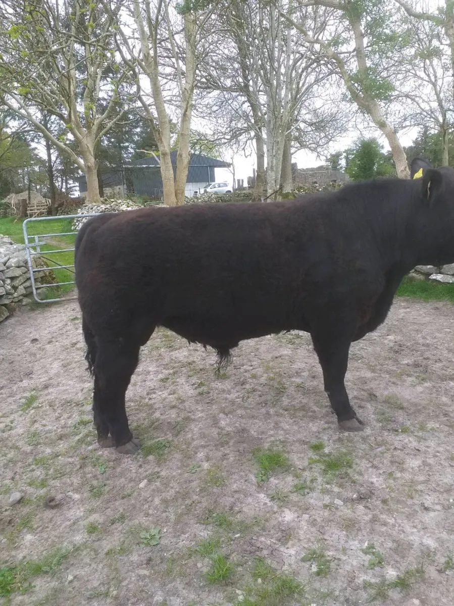 PBR Angus bull - Image 4