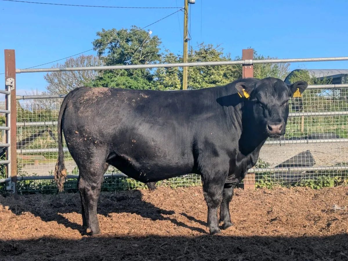 PBR Angus Bull ideal for dairy heifers - Image 1