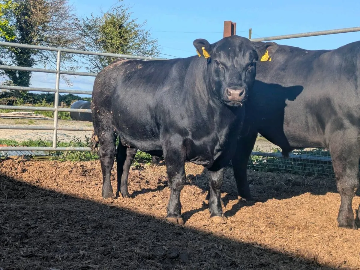 PBR Angus Bull ideal for dairy heifers - Image 3