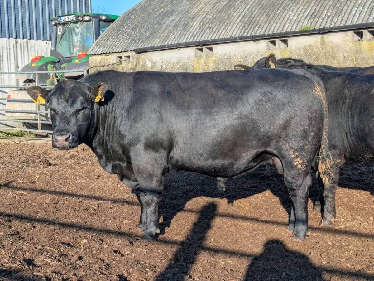 PBR Angus Bull ideal for dairy heifers - Image 4