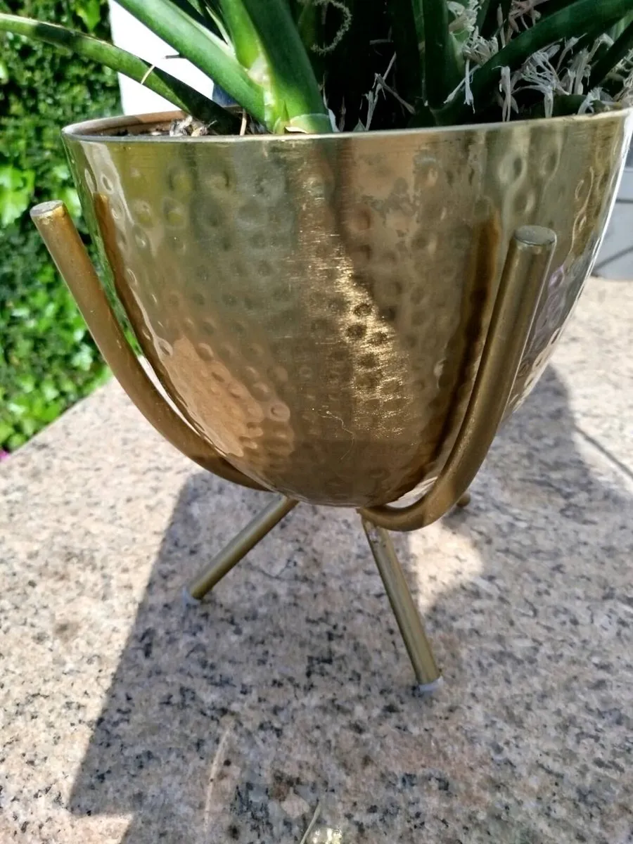 Houseplant - Image 3
