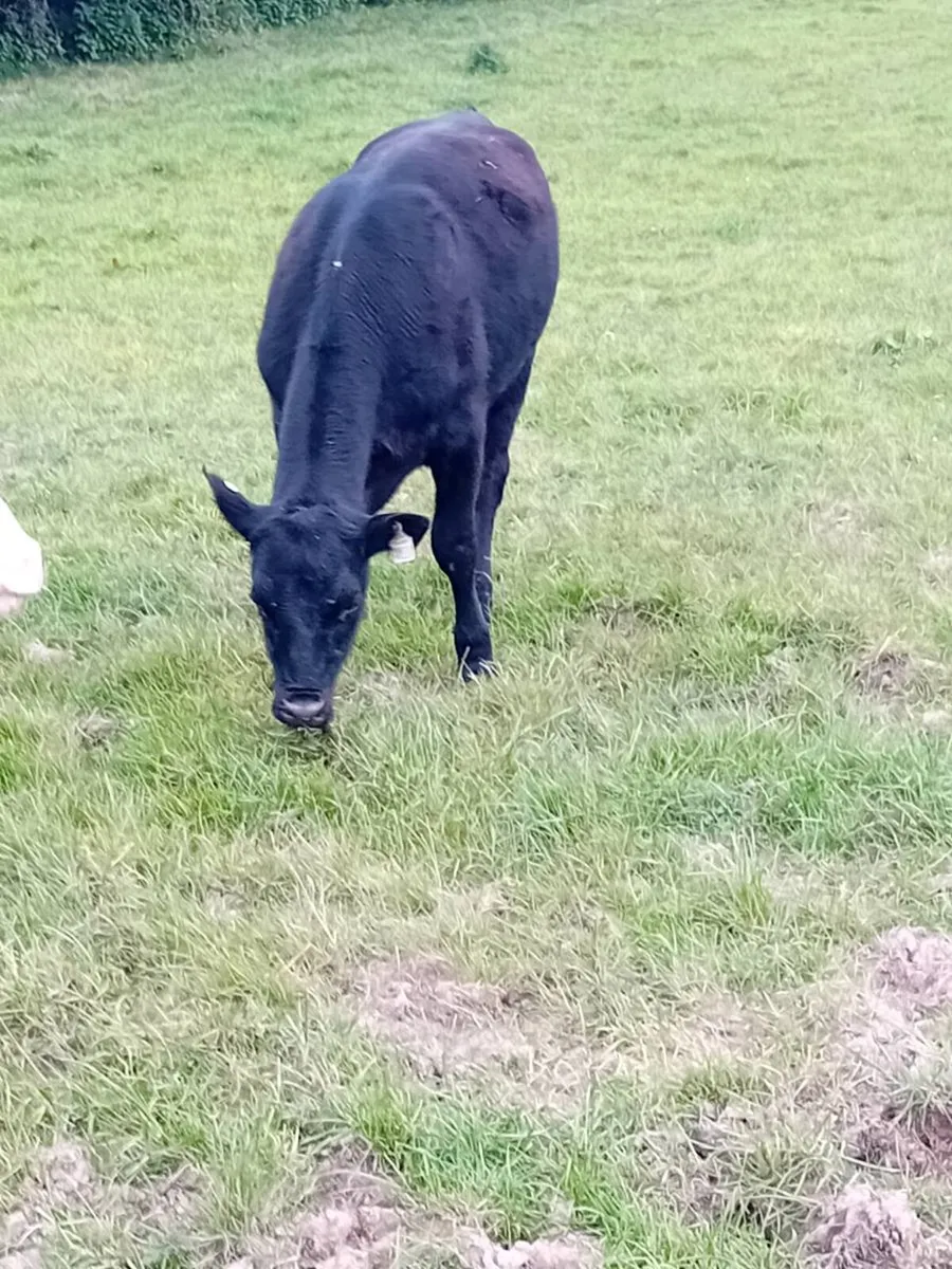 16 heifers all around year old - Image 2