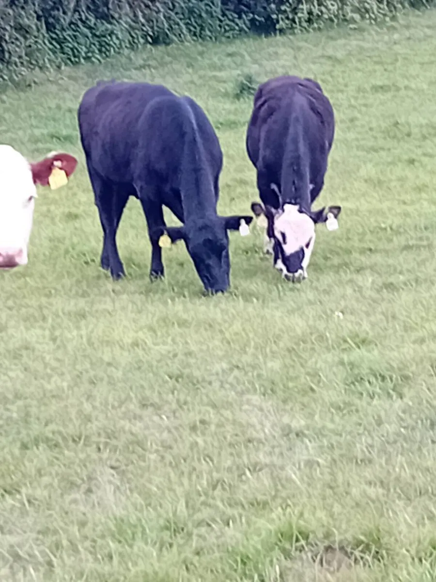 16 heifers all around year old - Image 3