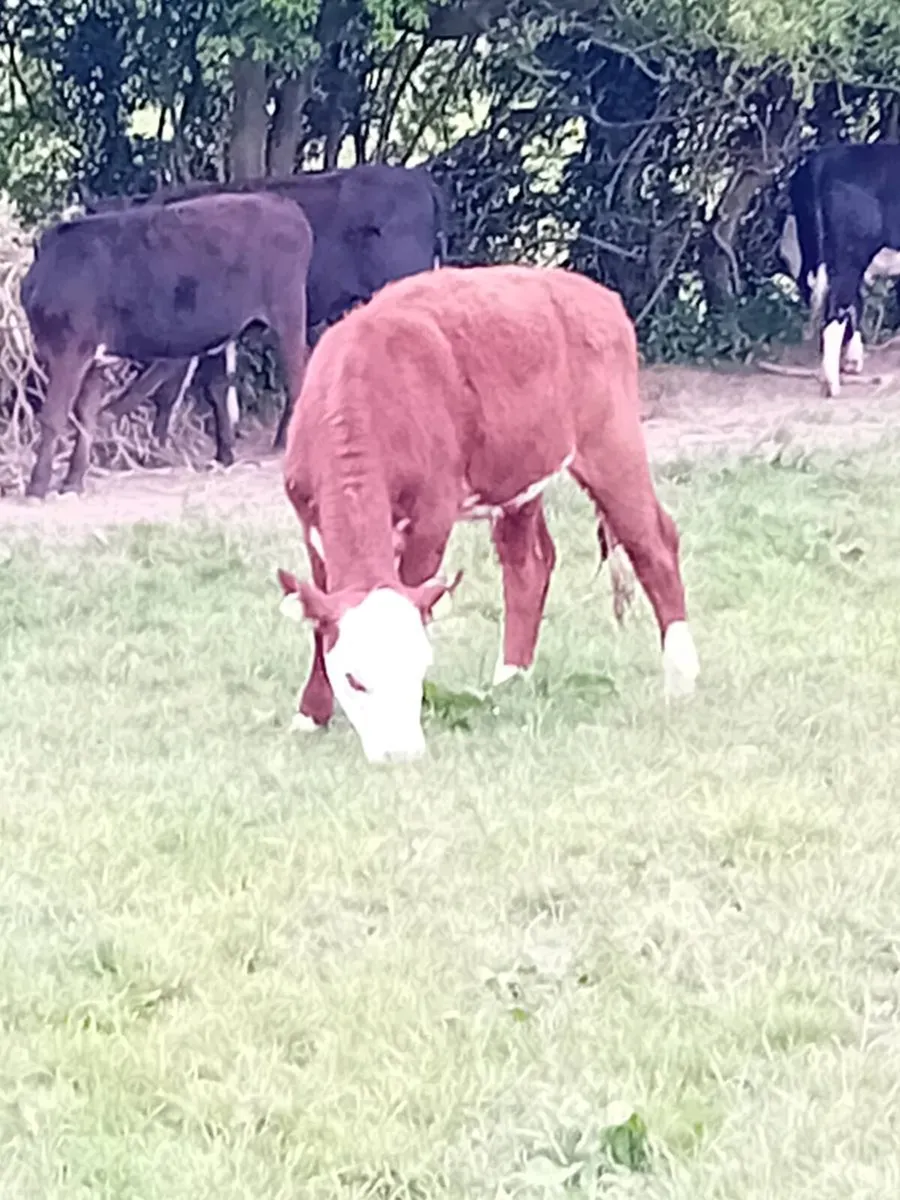 16 heifers all around year old - Image 4