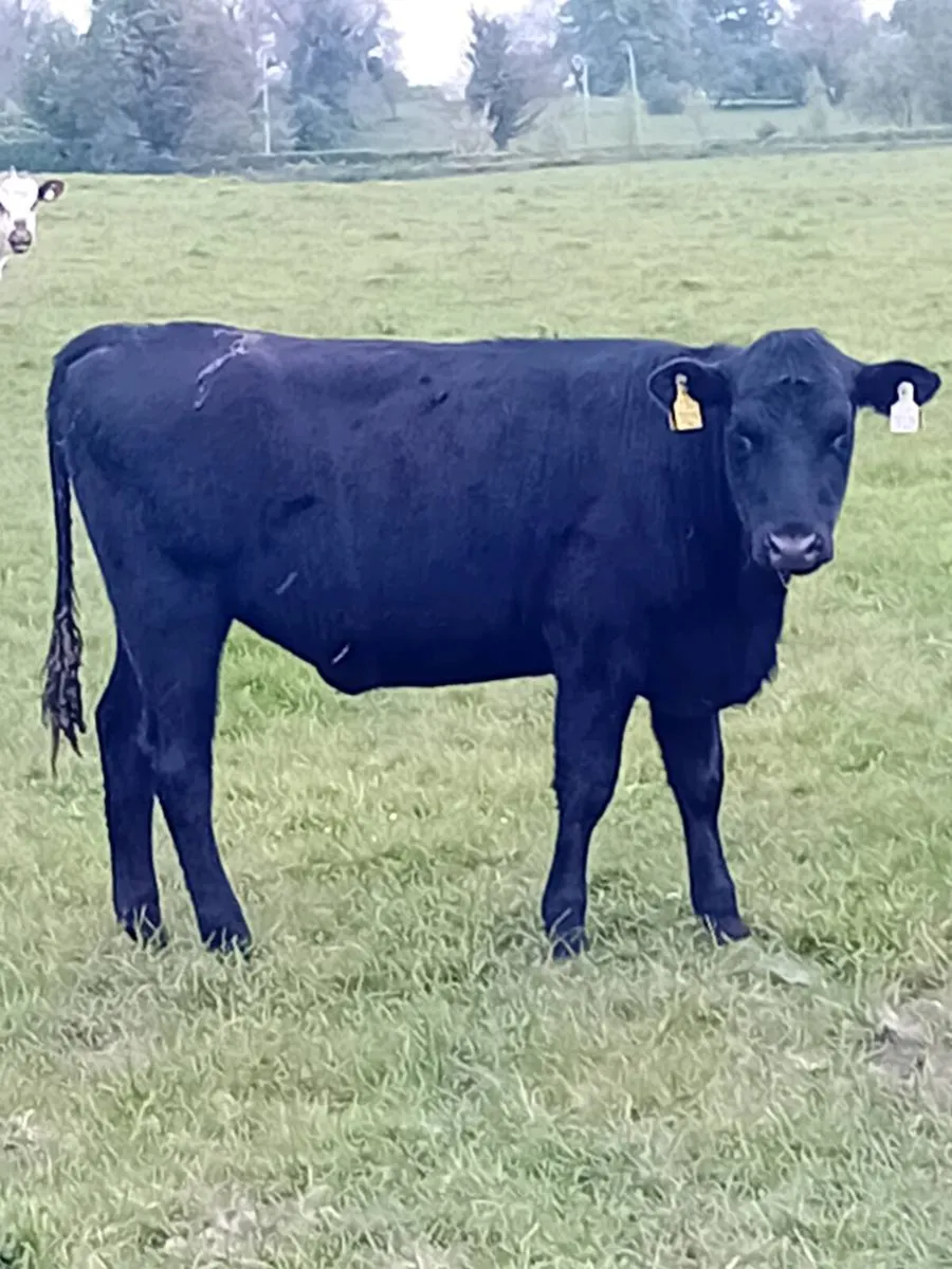 16 heifers all around year old - Image 1
