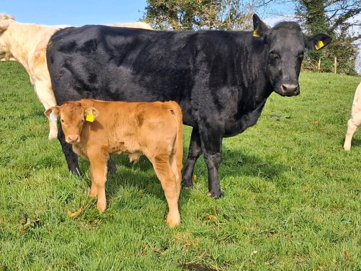 Cows with calves - Image 2