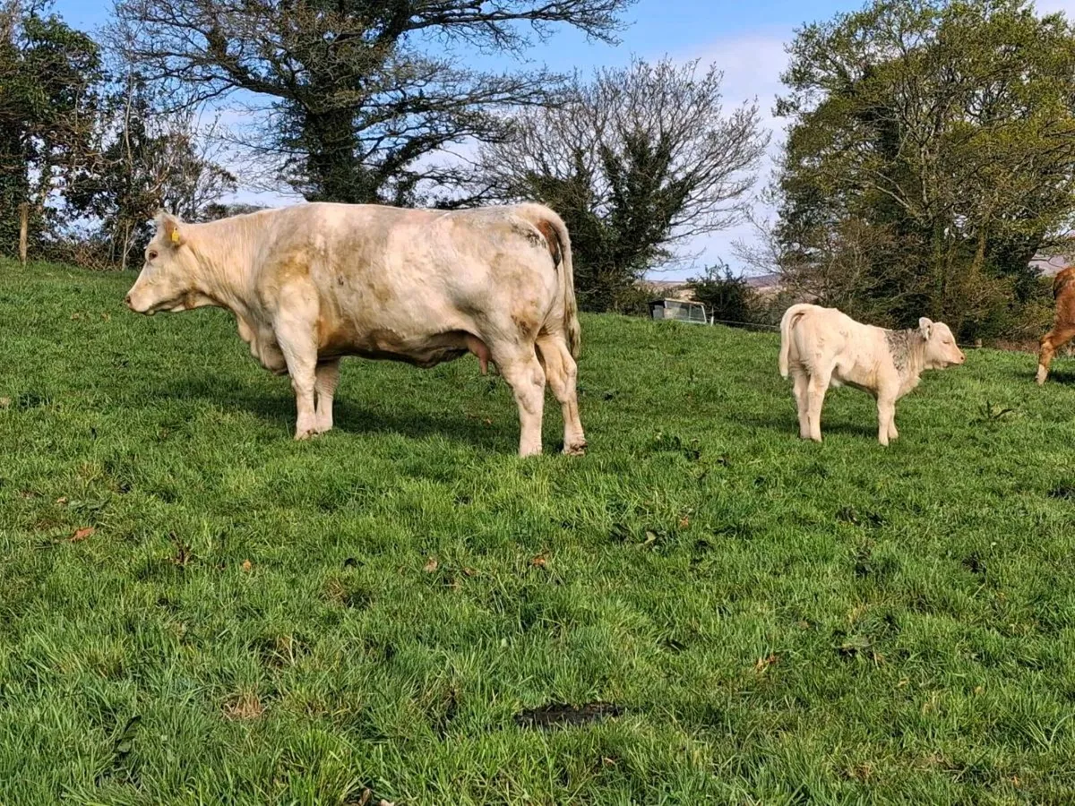 Cows with calves - Image 1