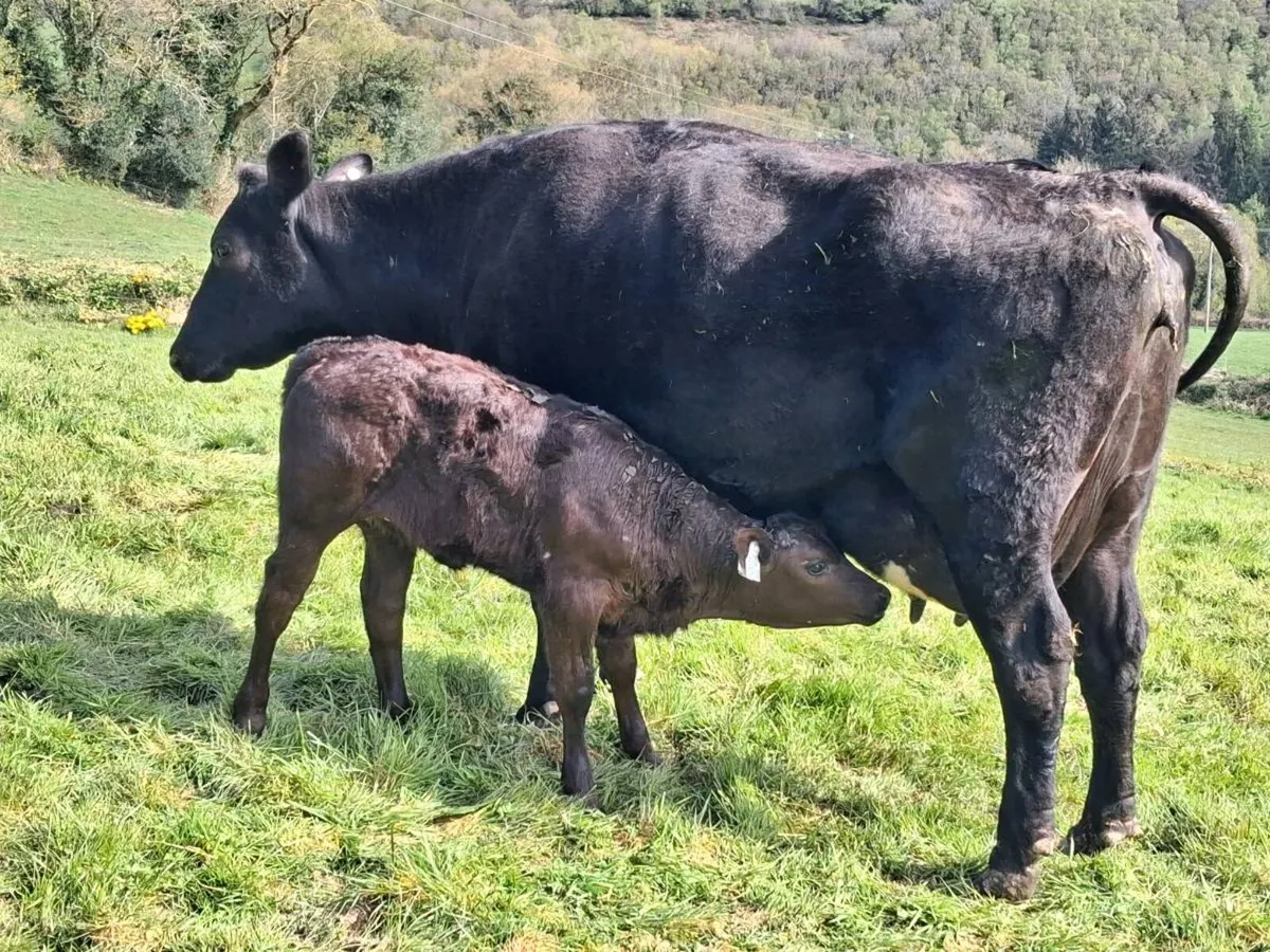 Cows with calves - Image 3