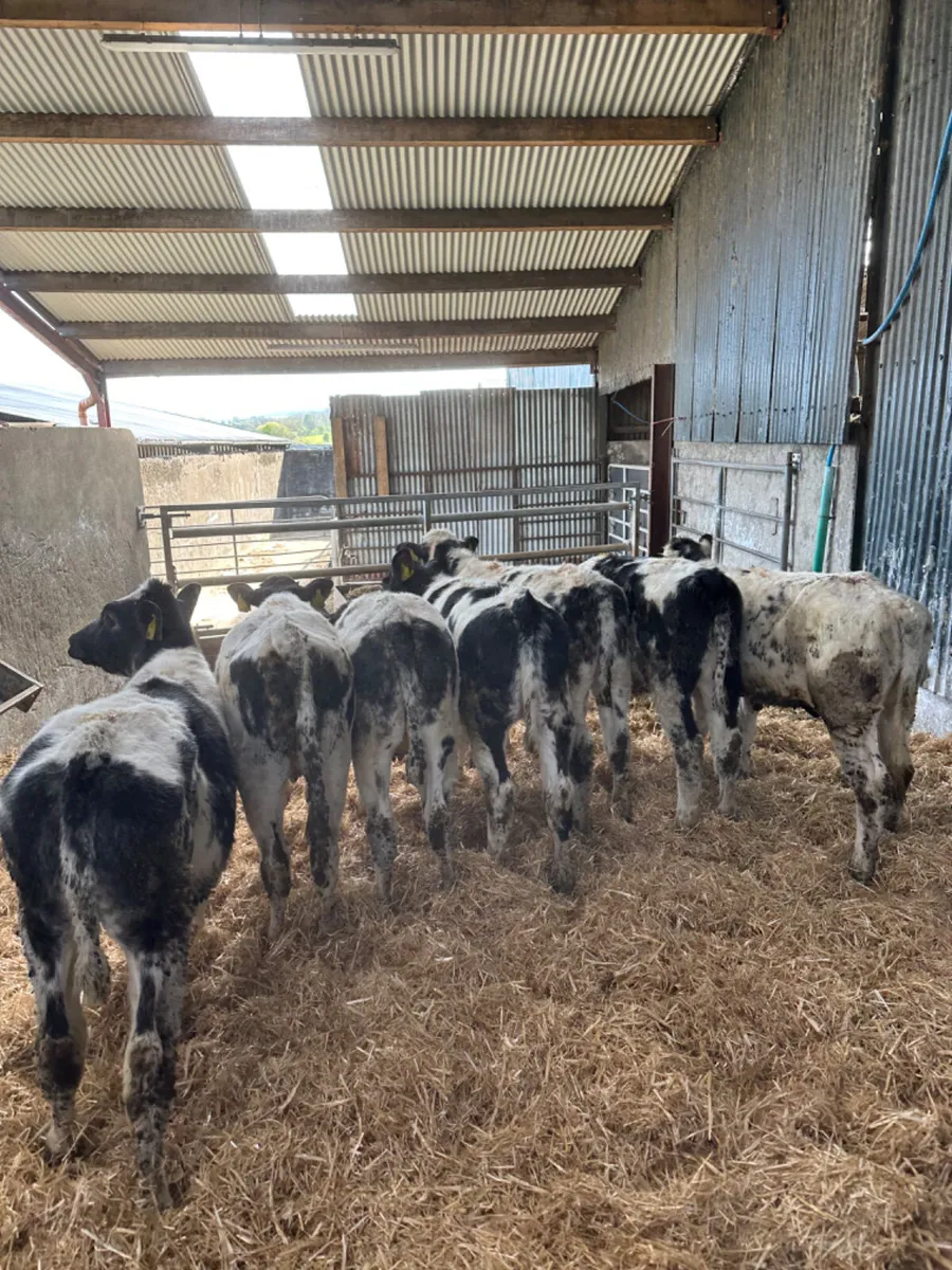 Blue heifers - Image 1