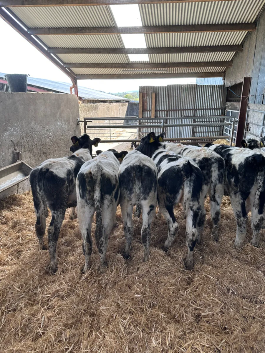 Blue heifers - Image 2