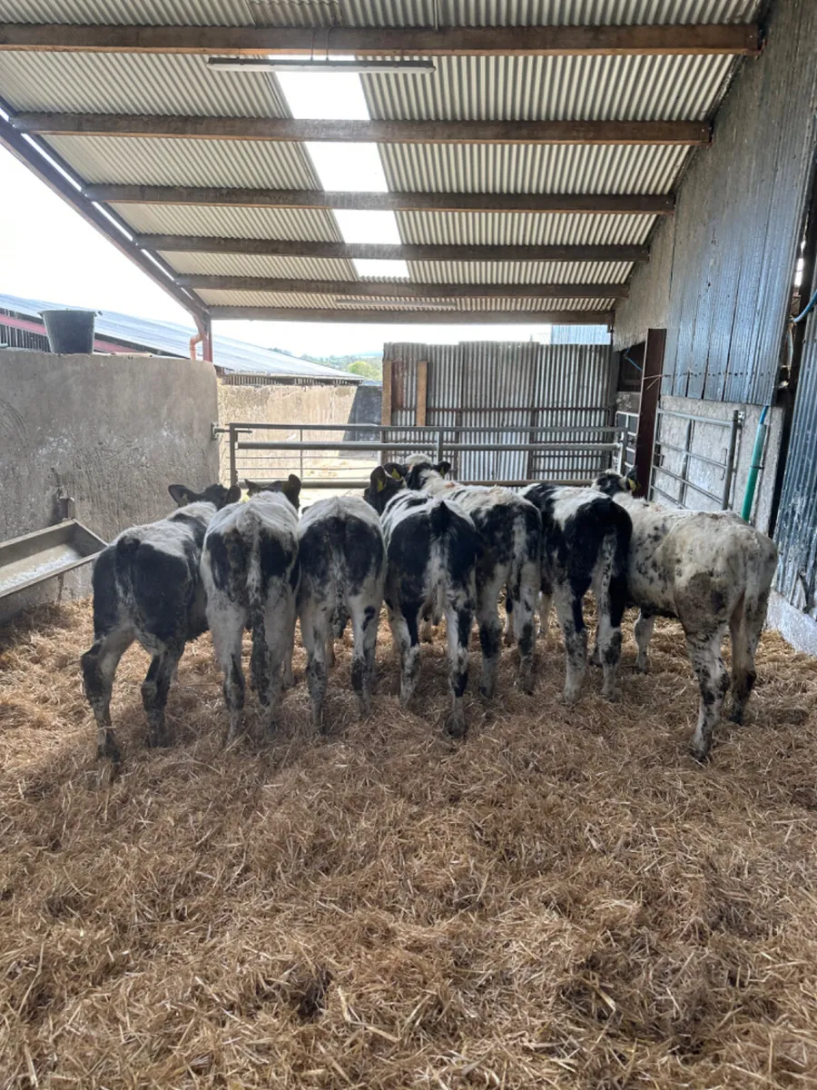 Blue heifers - Image 3