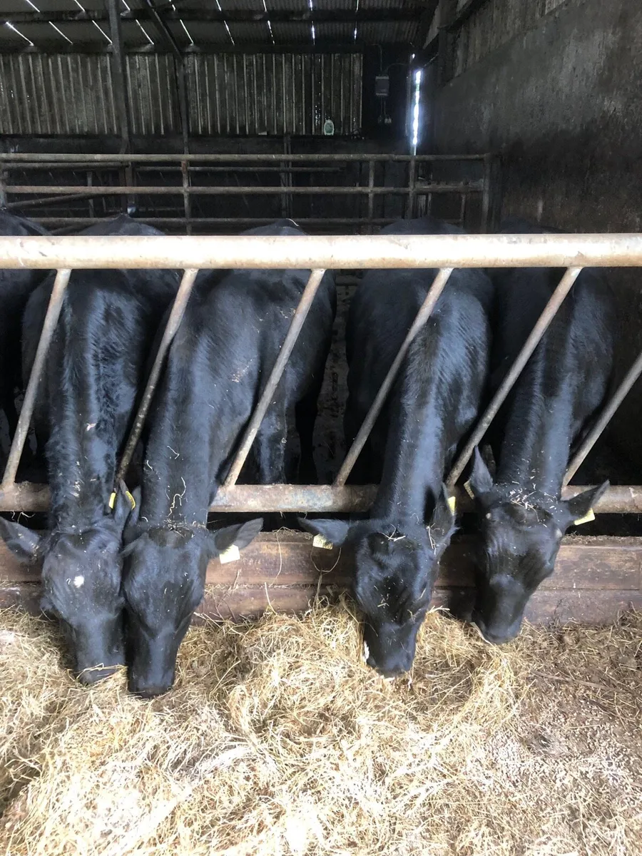 Angus Bullocks - Image 1