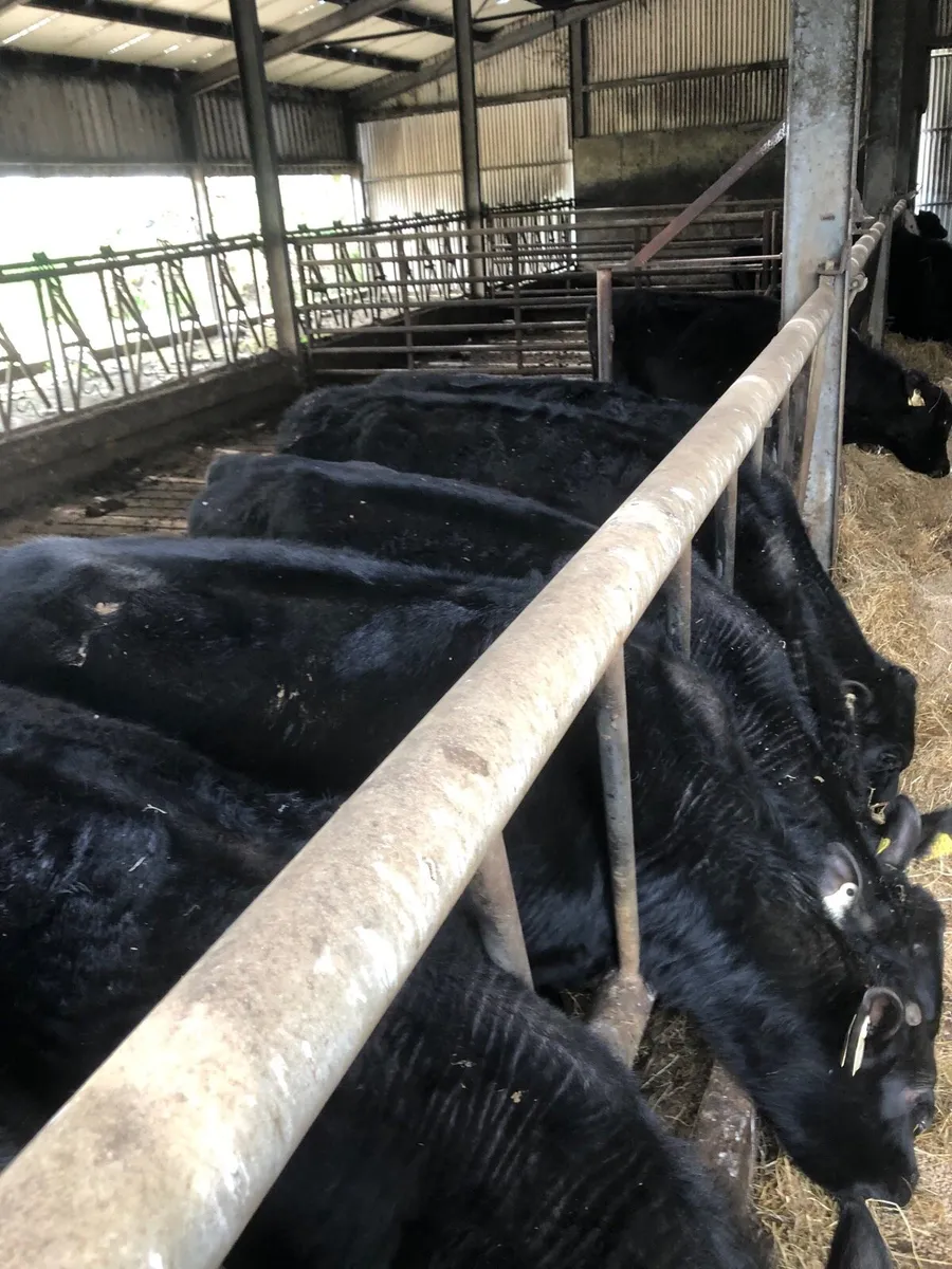 Angus Bullocks - Image 3