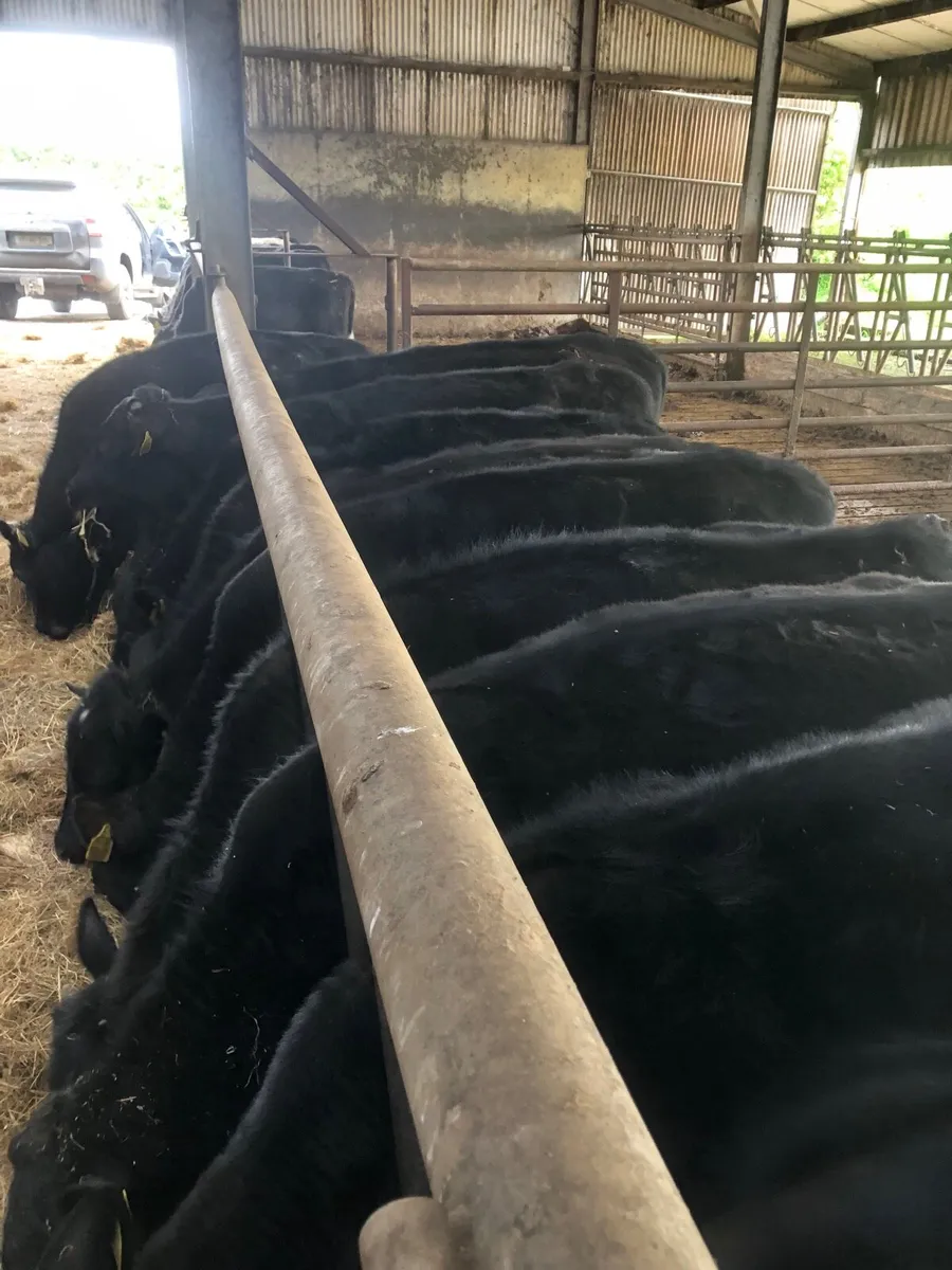 Angus Bullocks - Image 2