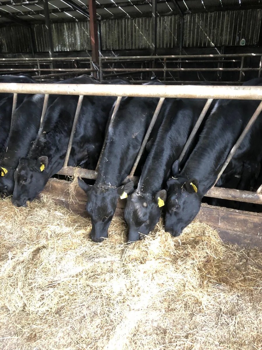 Angus Bullocks - Image 4