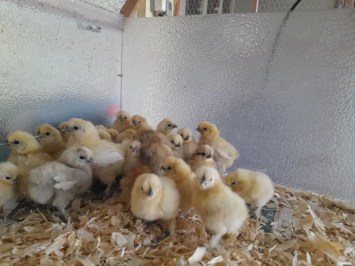 Pure bred bantam silkie chicks - Image 1