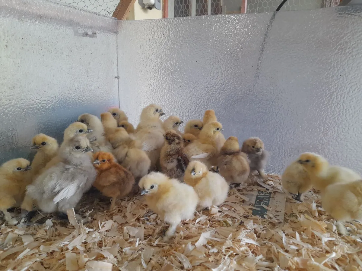 Pure bred bantam silkie chicks - Image 2
