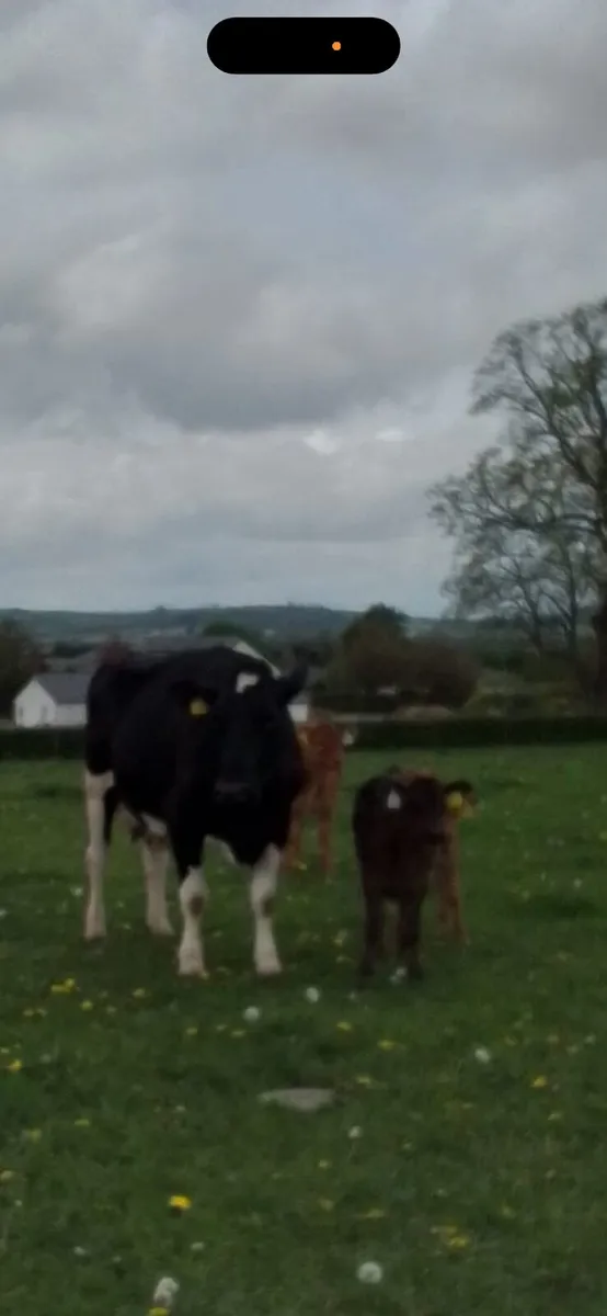 Cow and Heifer Lim Calf - Image 2