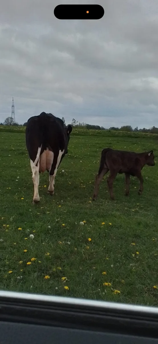 Cow and Heifer Lim Calf - Image 3
