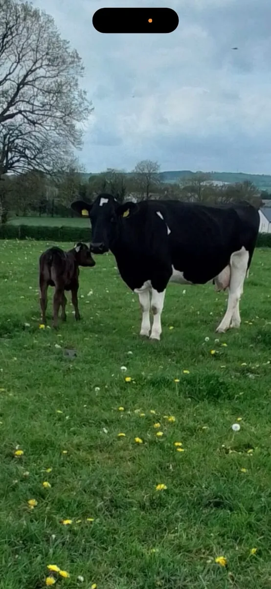 Cow and Heifer Lim Calf - Image 1