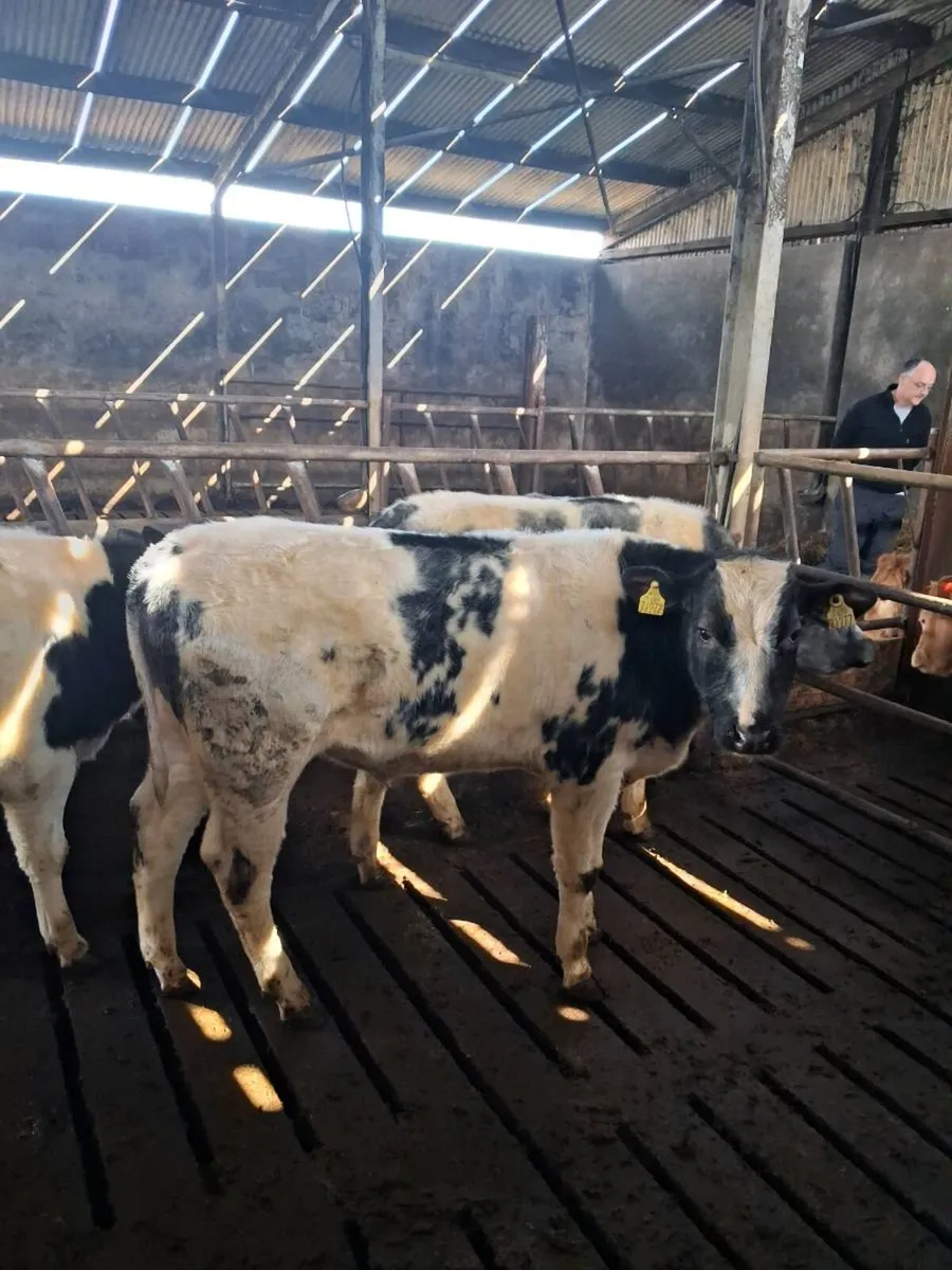 Belgian Blue weanlings - Image 1