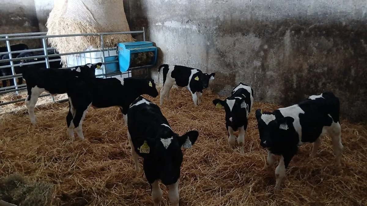 Fresian Bull Calves - Image 3