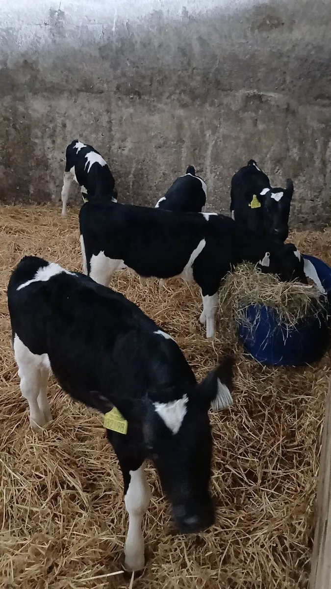 Fresian Bull Calves - Image 1