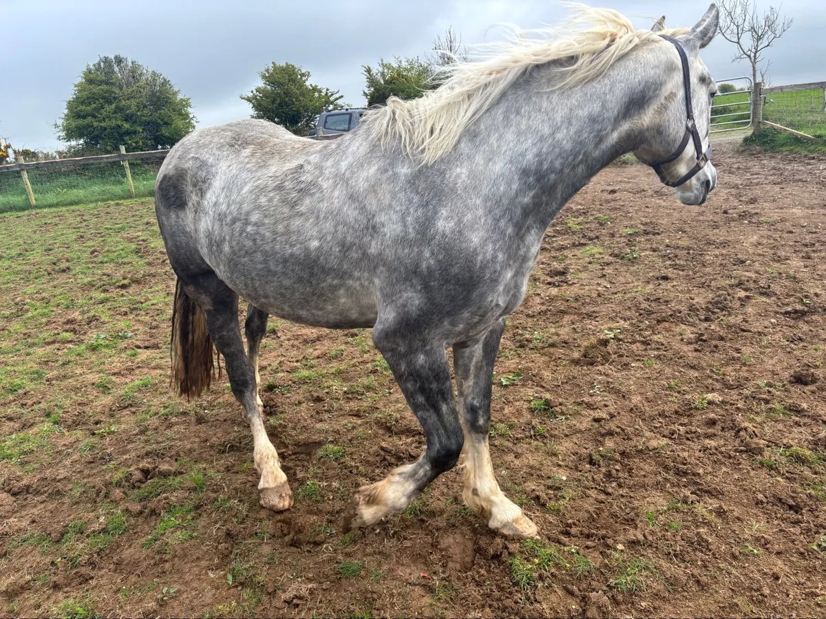 Irish Draught mare for sale - Image 4