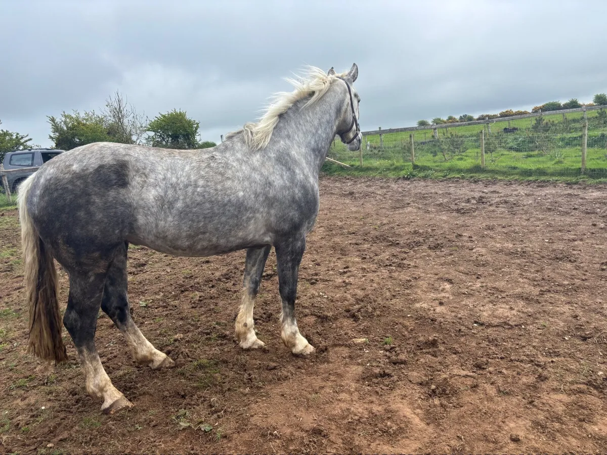 Irish Draught mare for sale - Image 1