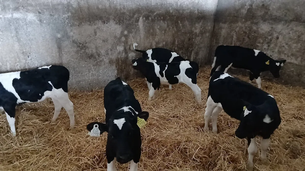 Fresian Bull Calves - Image 2