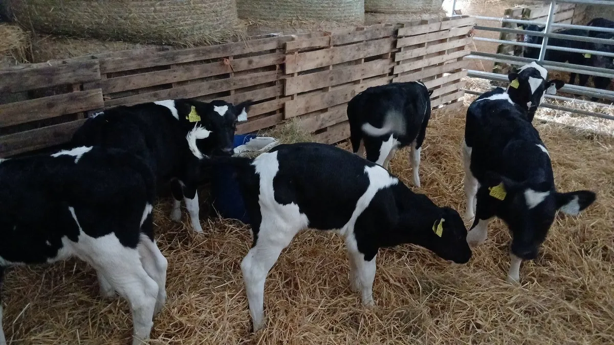 Fresian Bull Calves - Image 4